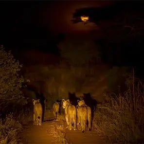 Night Game Drives