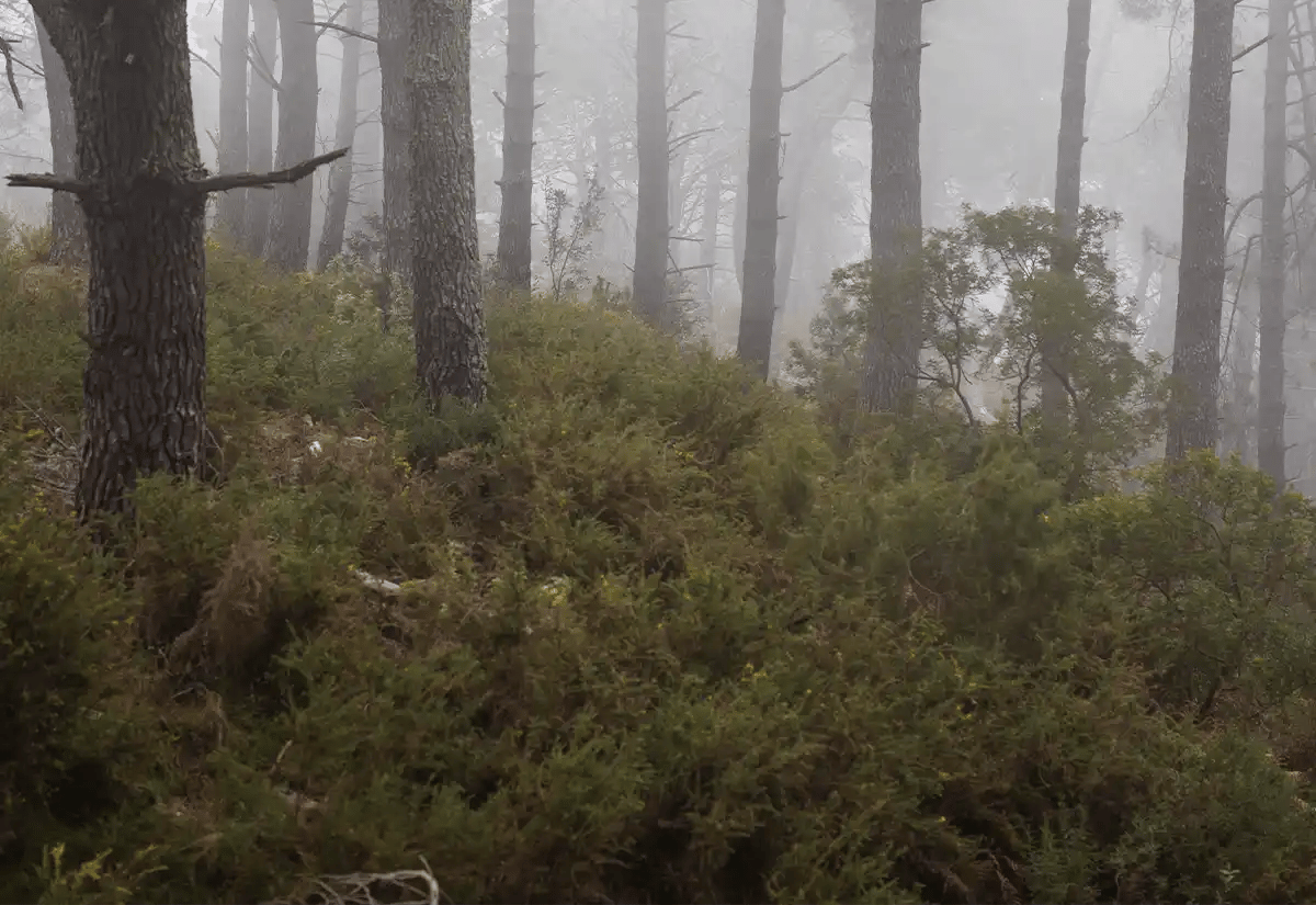 Cloudy forest November