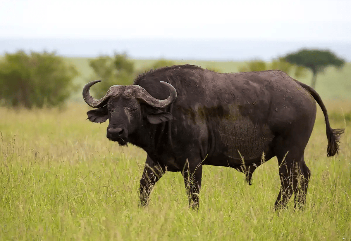 Buffalo in greens November