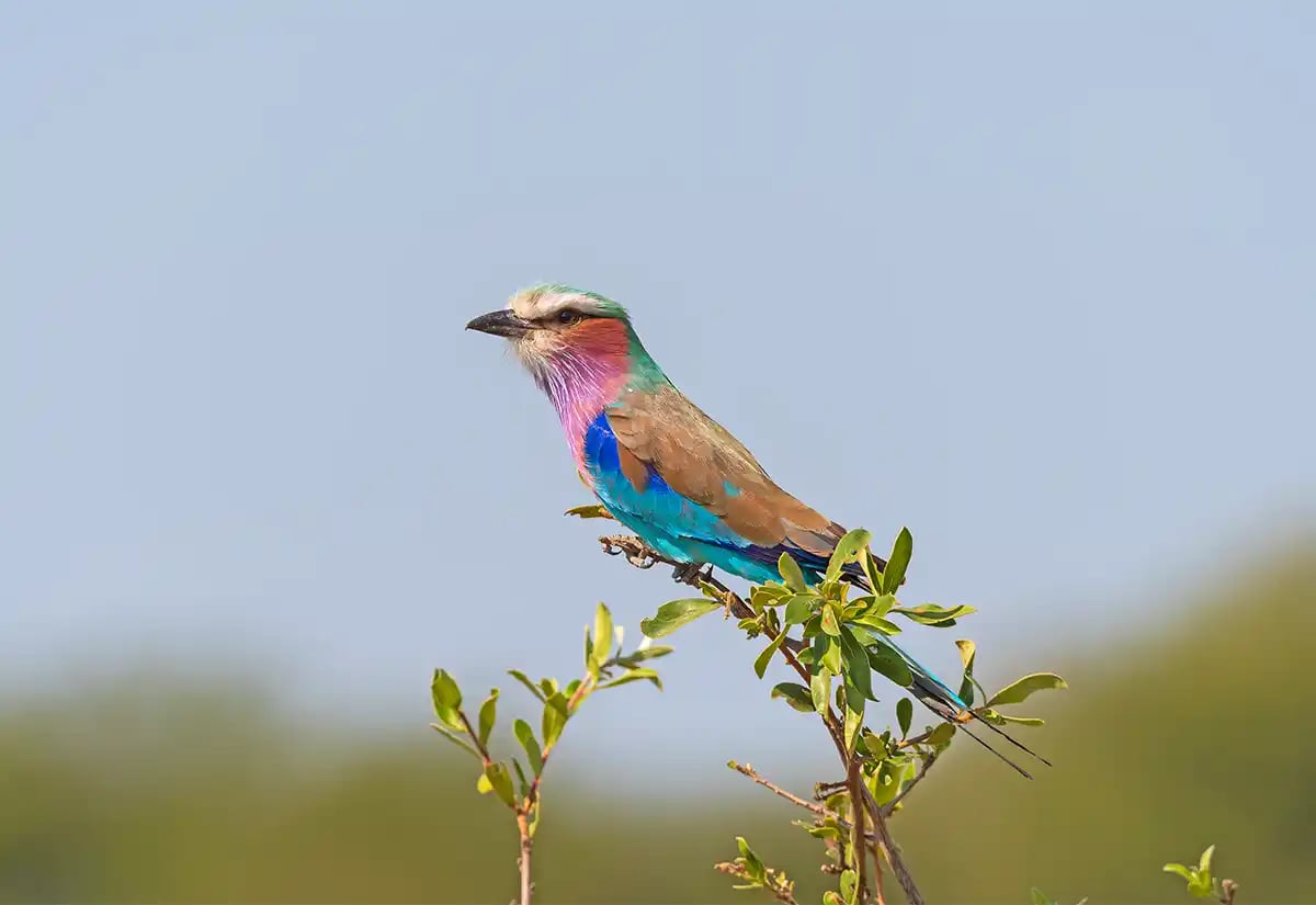 Lilac-breasted roller in a branch November