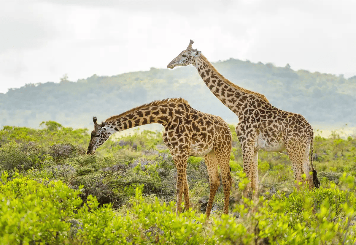 Giraffes in green November