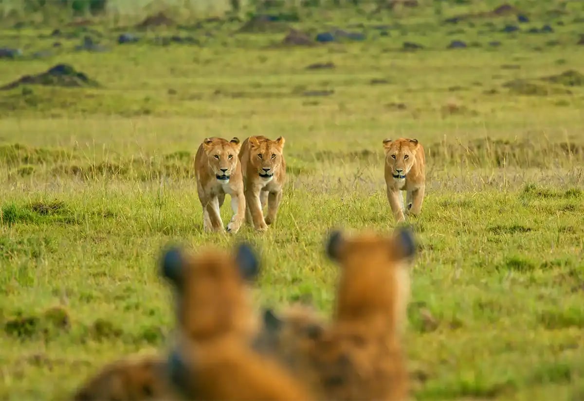 Lioness in green at Katavi November
