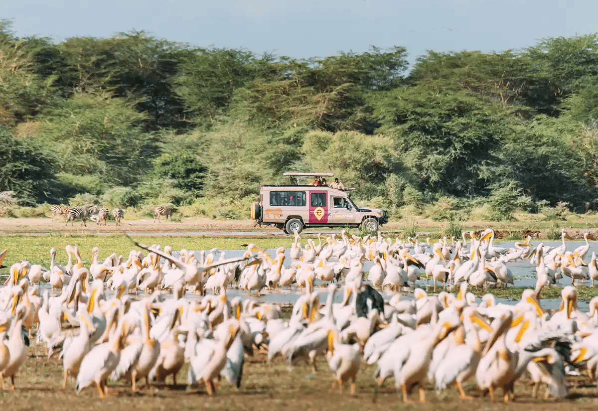 Migratory birds on Arusha November