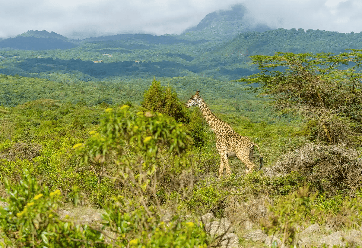 Giraffe in the forest November