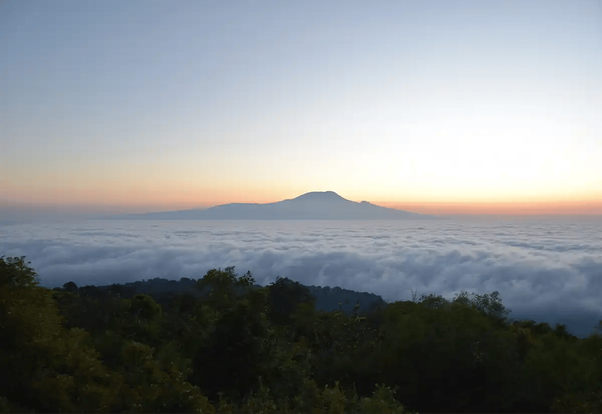 Forest rain November
