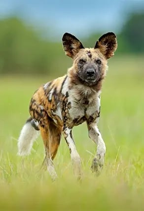 Hyena Nyerere National Park