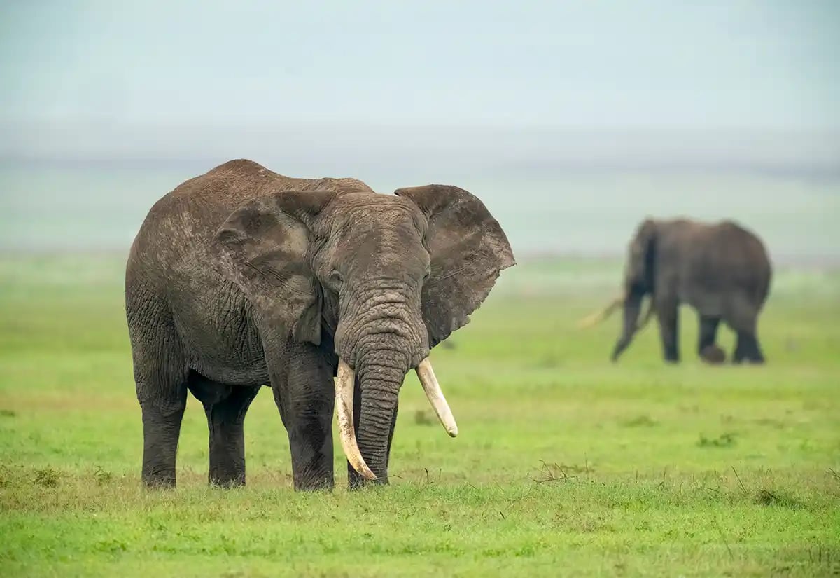 Elephants in the plain October