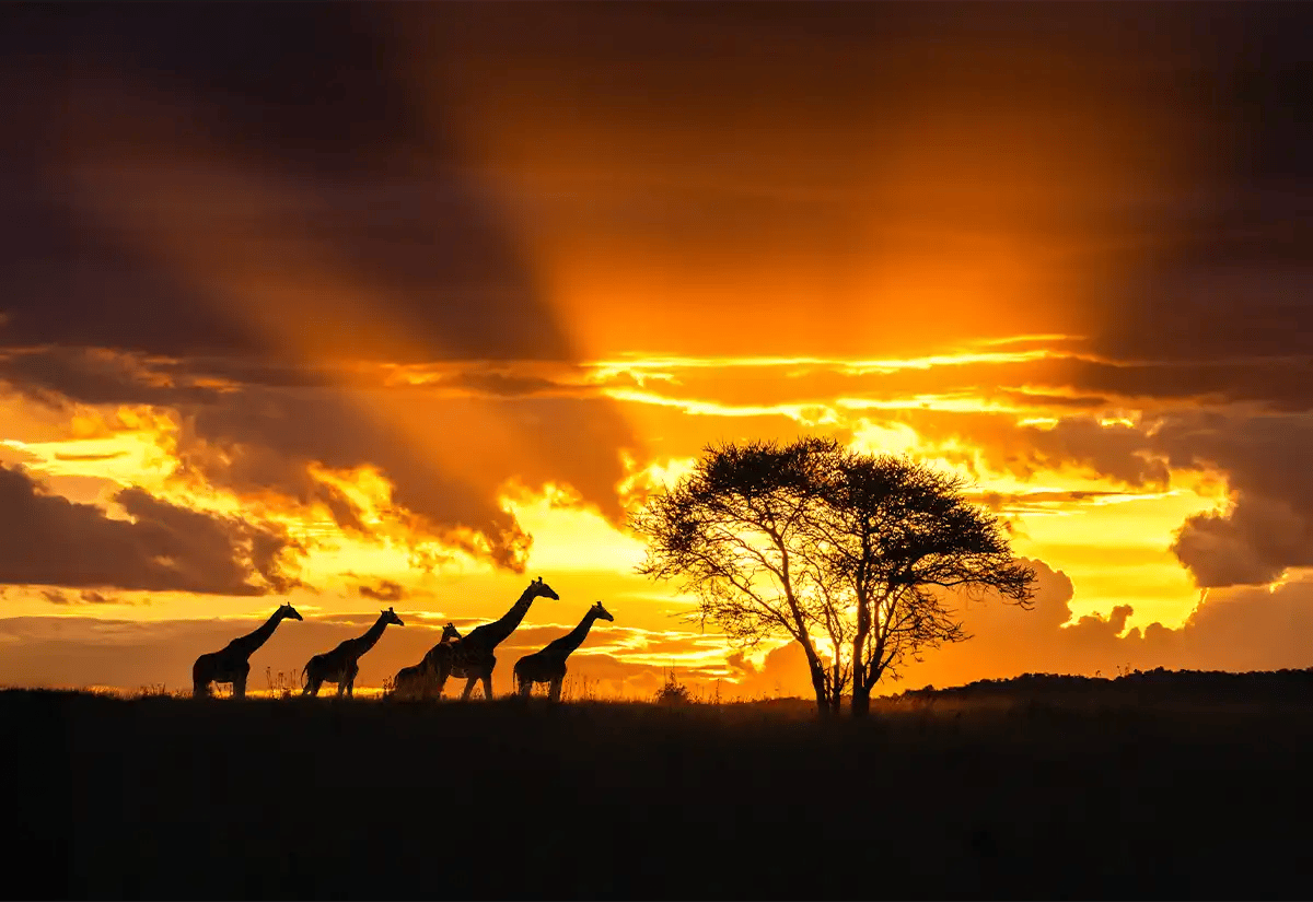 Giraffes with a sunset view in October