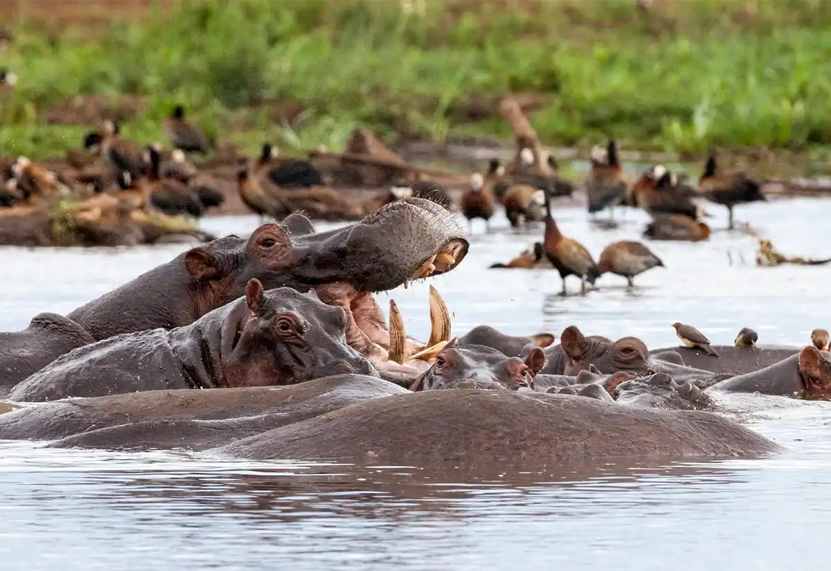 Hippopotamus in the lake October
