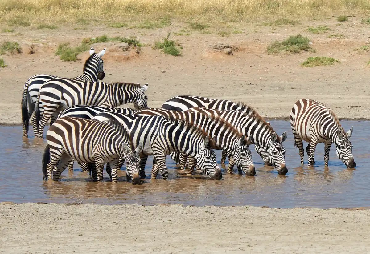 Zebras in the river October
