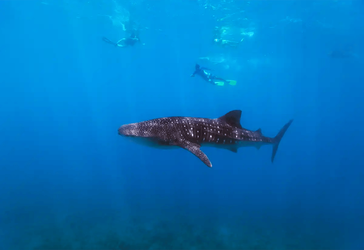 Shark whale in the sea October