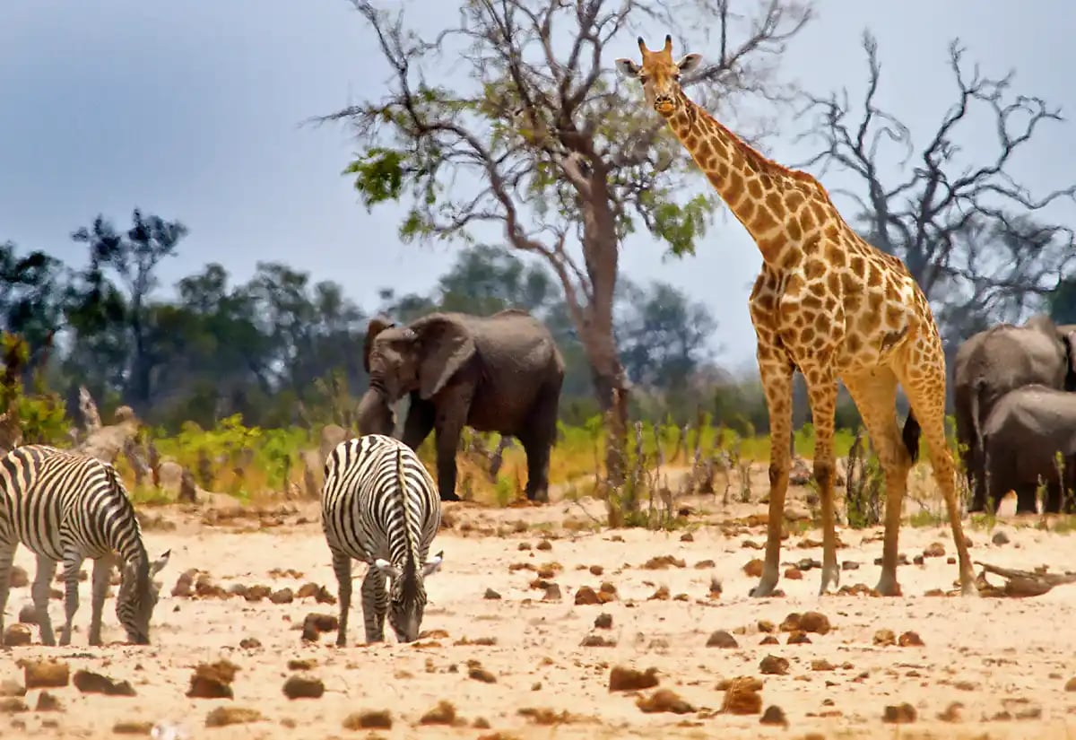 Animals in the prairie at Katavi October