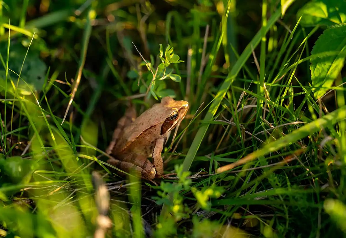 Frog in the grass October