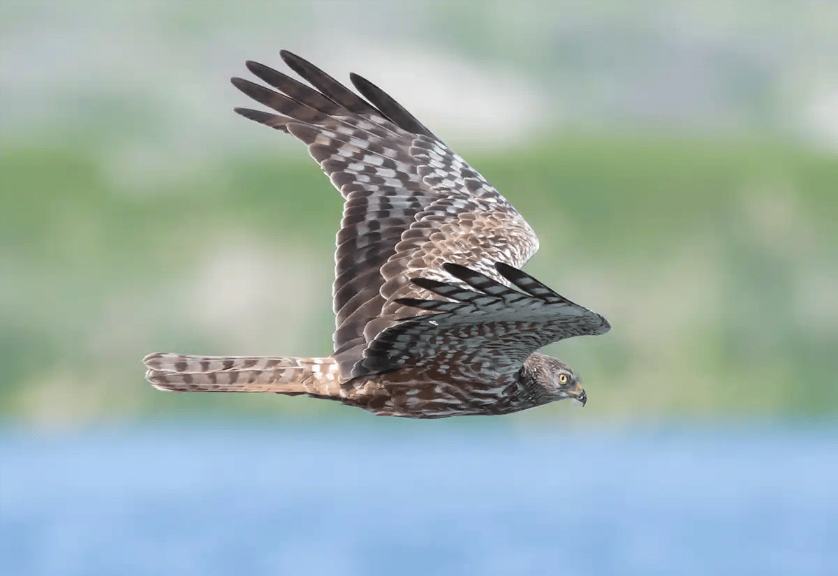 Eagle flying October