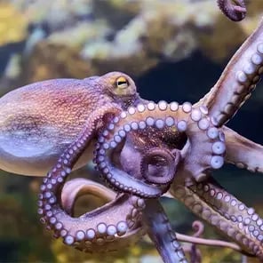 Octopuses