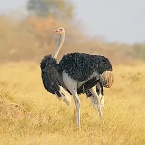 Ostriches