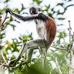Red Colobus Monkeys