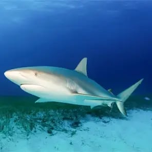 Reef Sharks