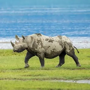 Rhino