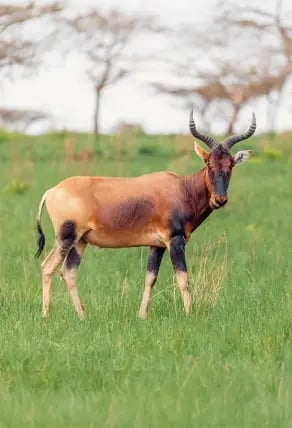 Kudu Ruaha National Park