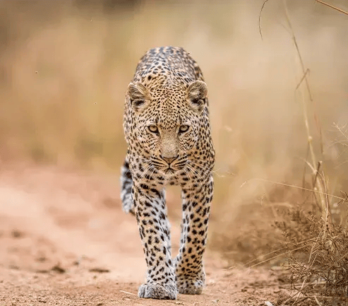 Leopard in a road at Ruaha