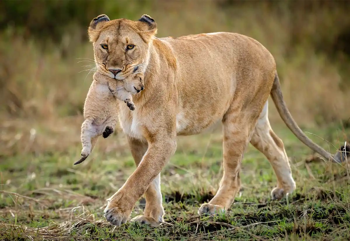 Lioness carrying a cub April