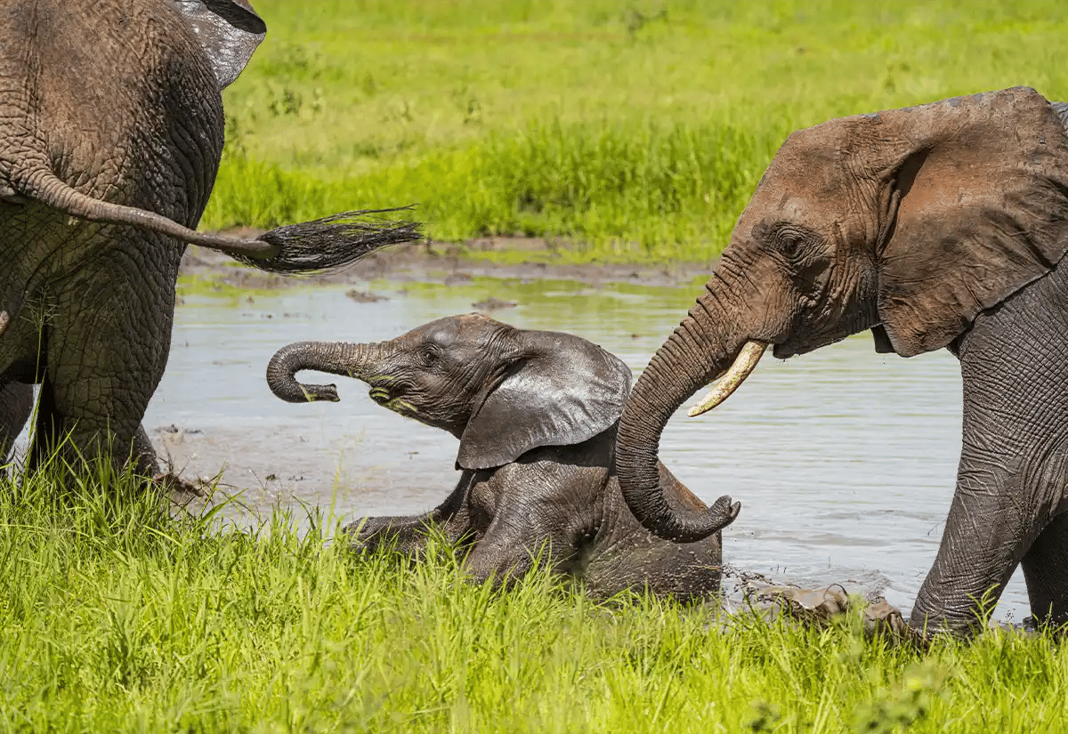 Elephants in the river April