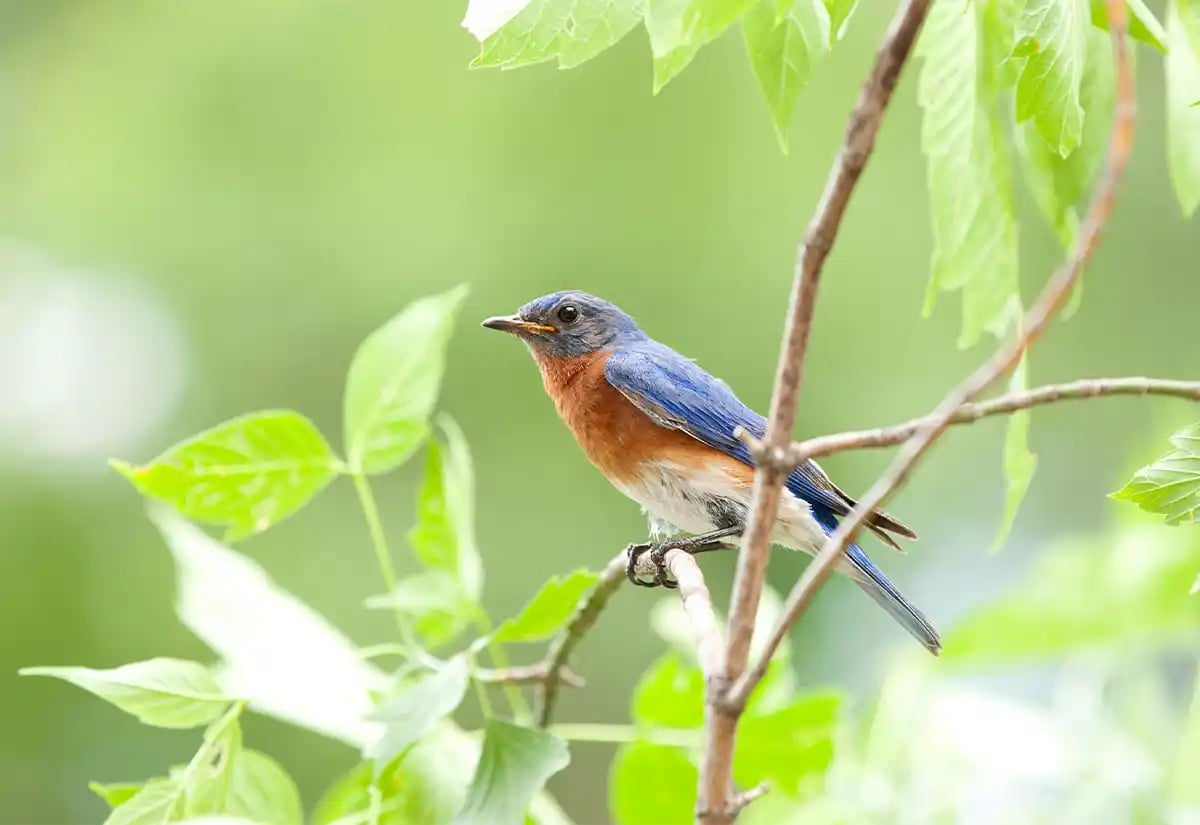 Blue bird in a stick April
