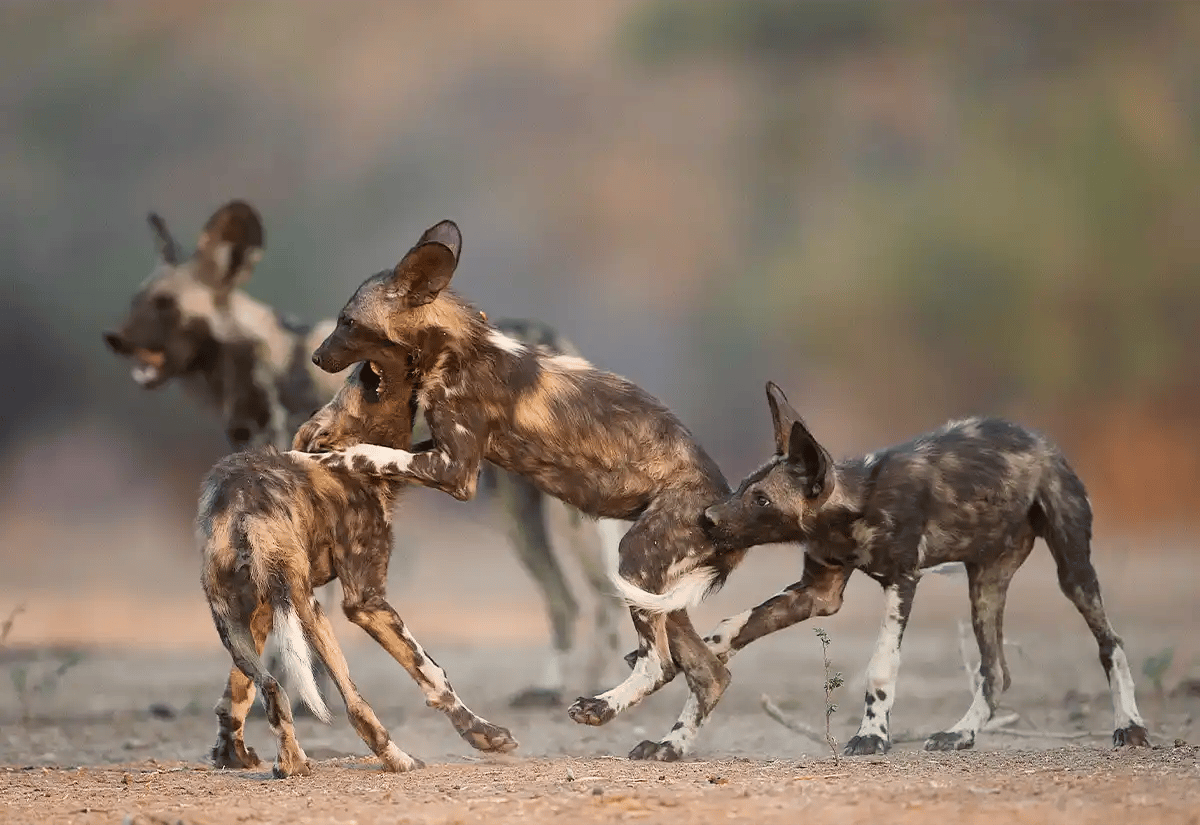Wild dogs playing August