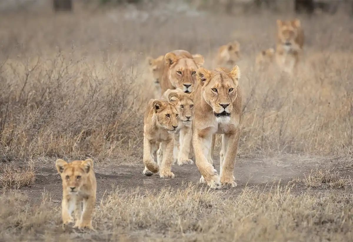 Lionesses with cubs walking August