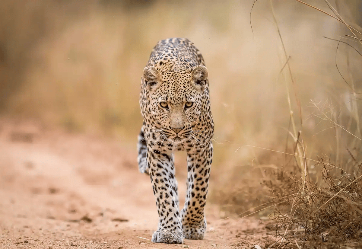Leopard walking in a road August