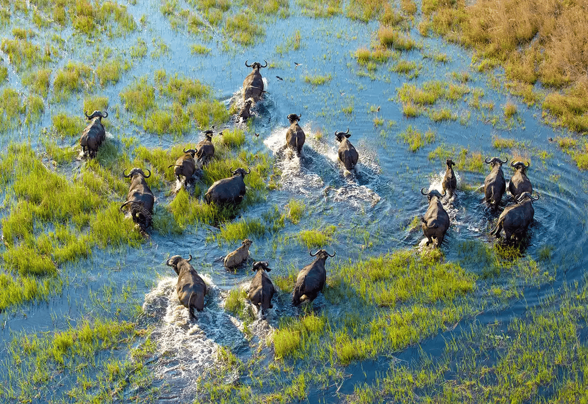 Aerial view of Buffalos running in the water December