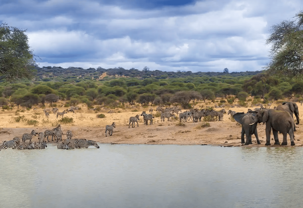 Zebras and elephants in the river December