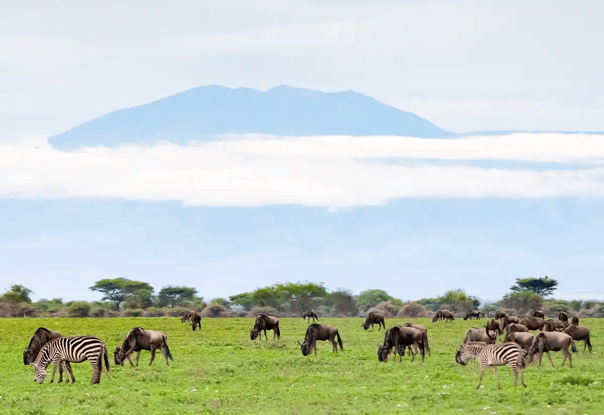 Zebras and Wildebeest in green plains December