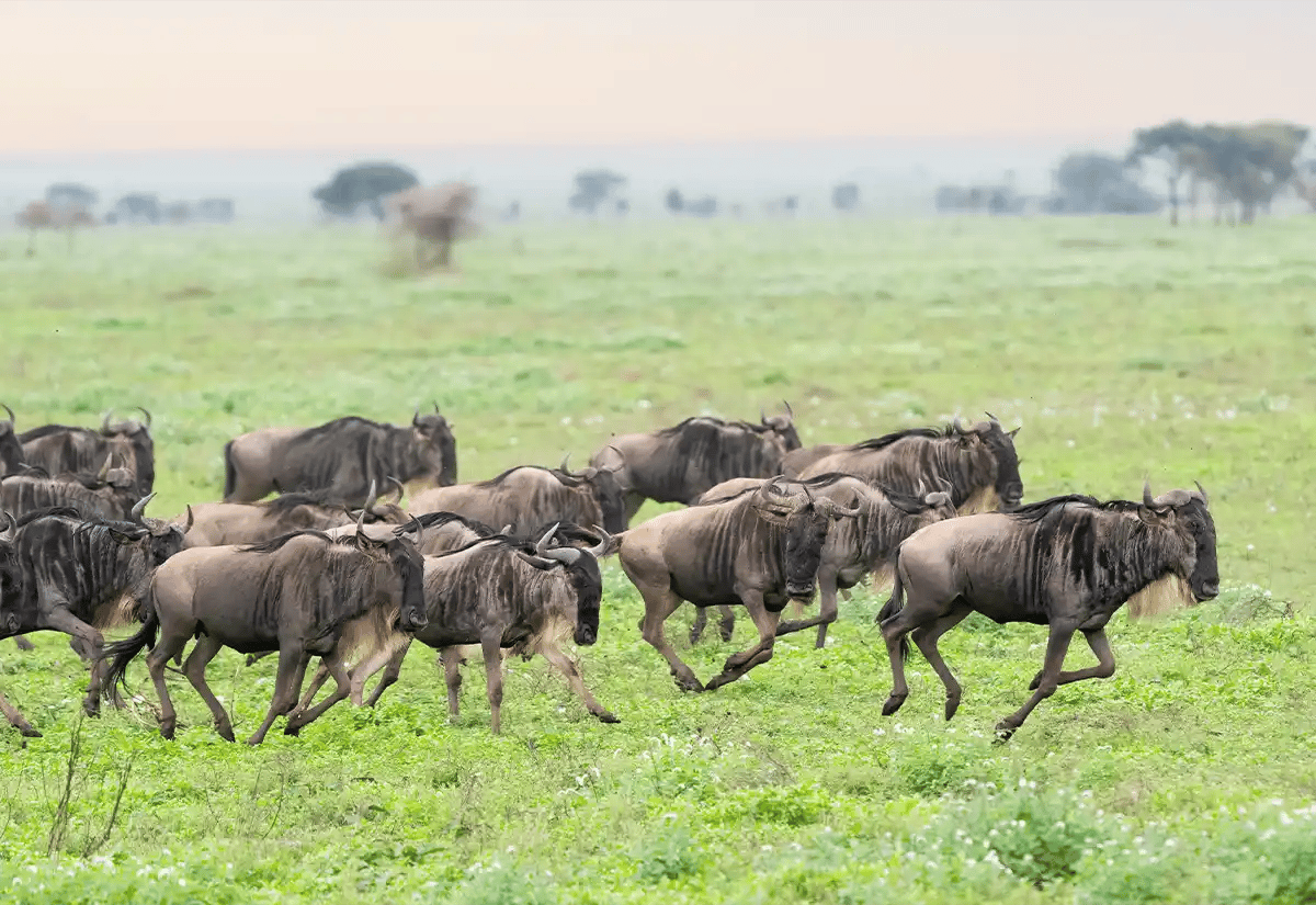Wildebeest running in the prairie February