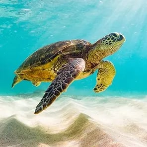 Green Sea Turtle