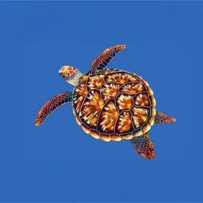 Hawksbill Turtles