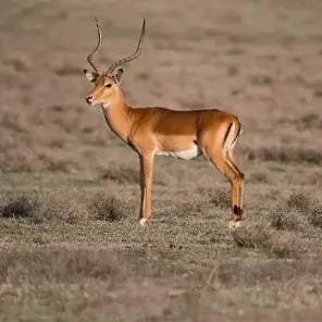Impala