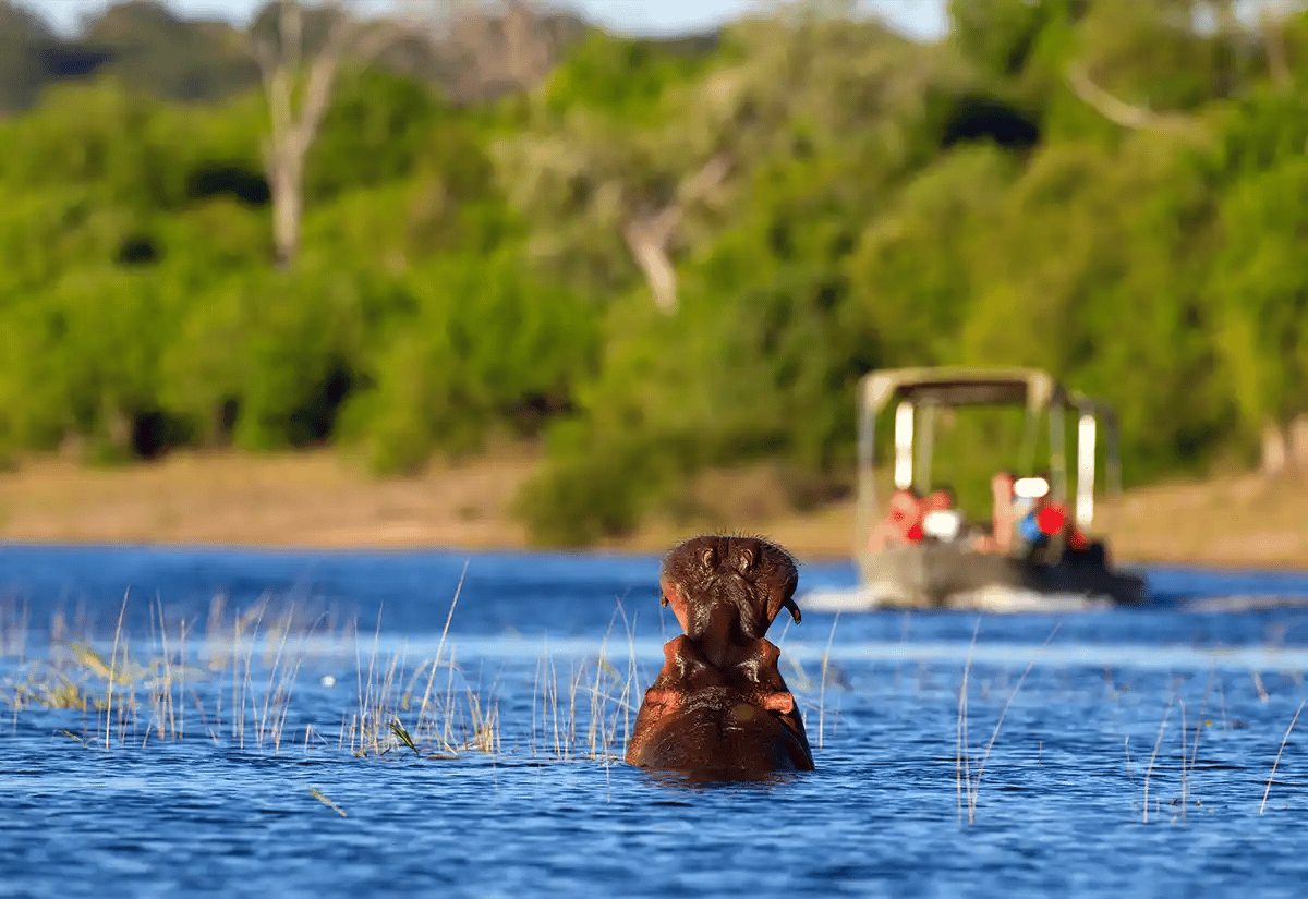 Hippopotamus in the river January