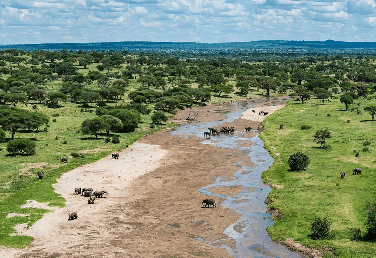 Animals in a dry river January