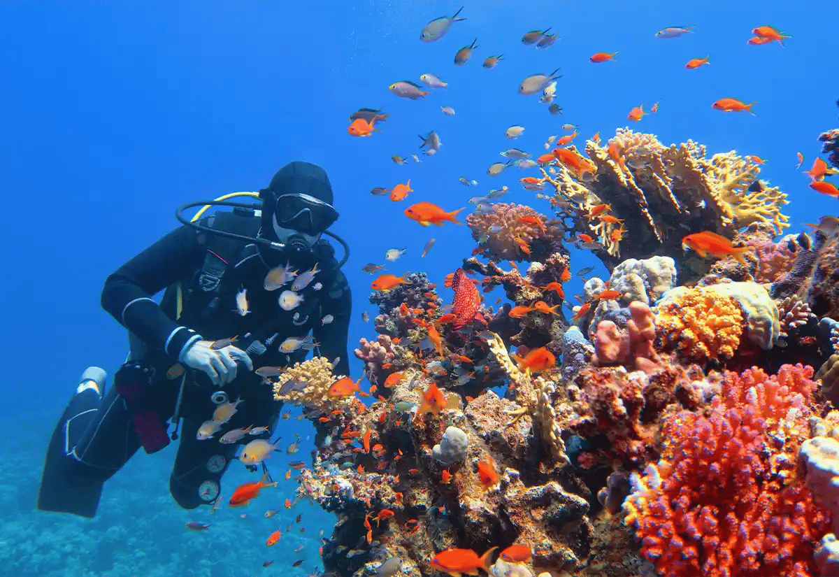 Person diving in the sea January