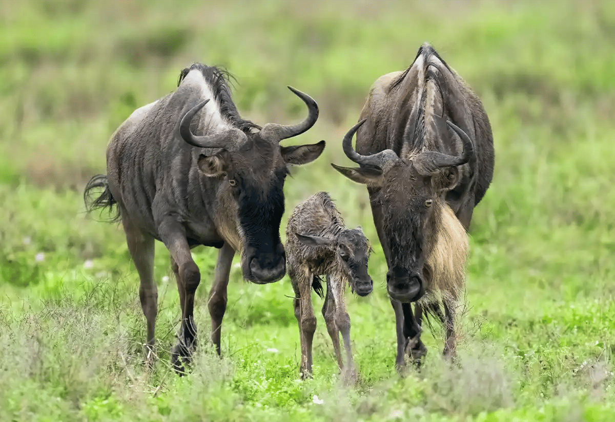 Wildebeest in the prairie January