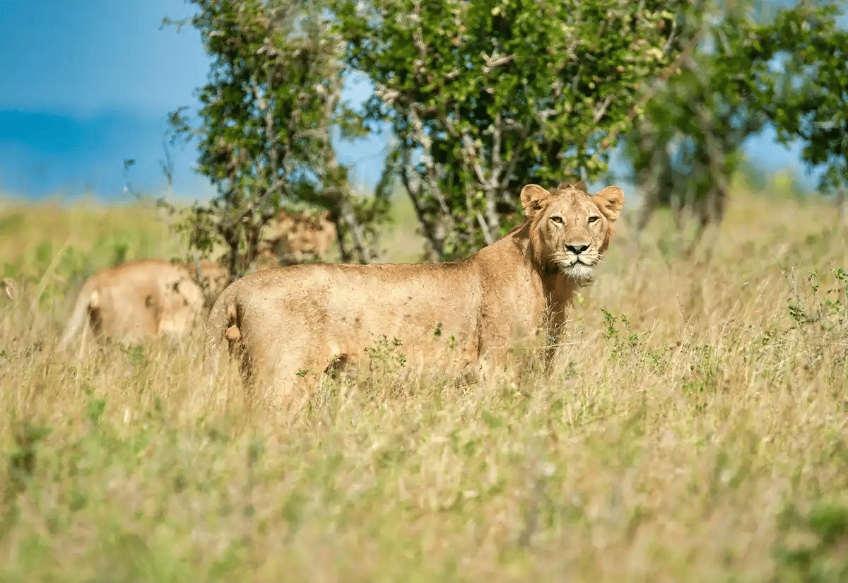 Lionesses in the prairie July