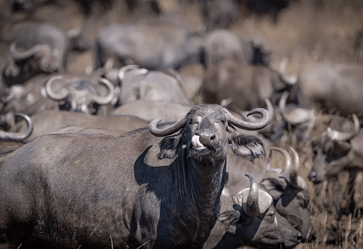 A Herd of Buffalos July