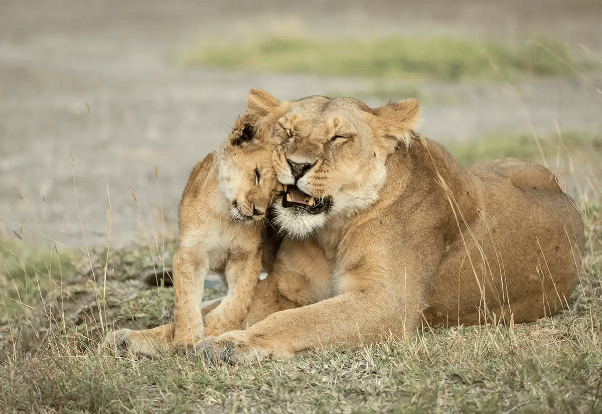 Lioness with cub cuddling July