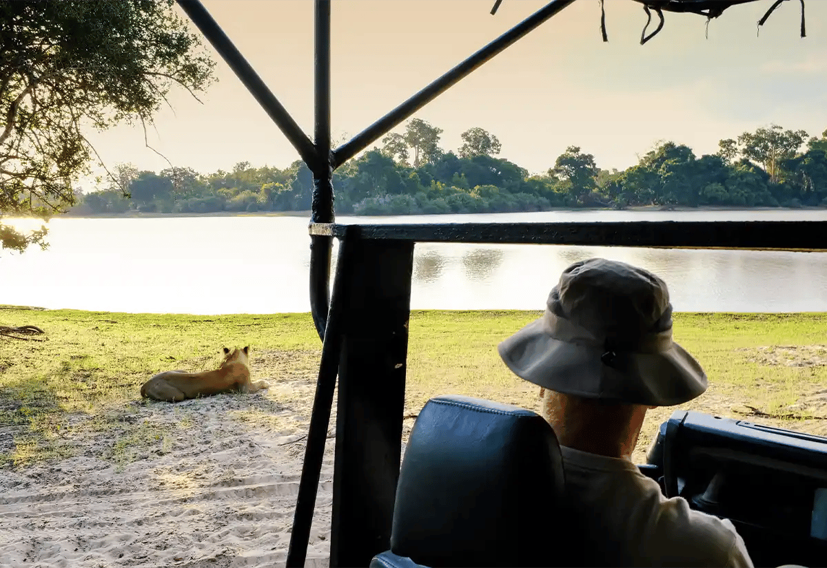 Tourist watching a lion at the river June