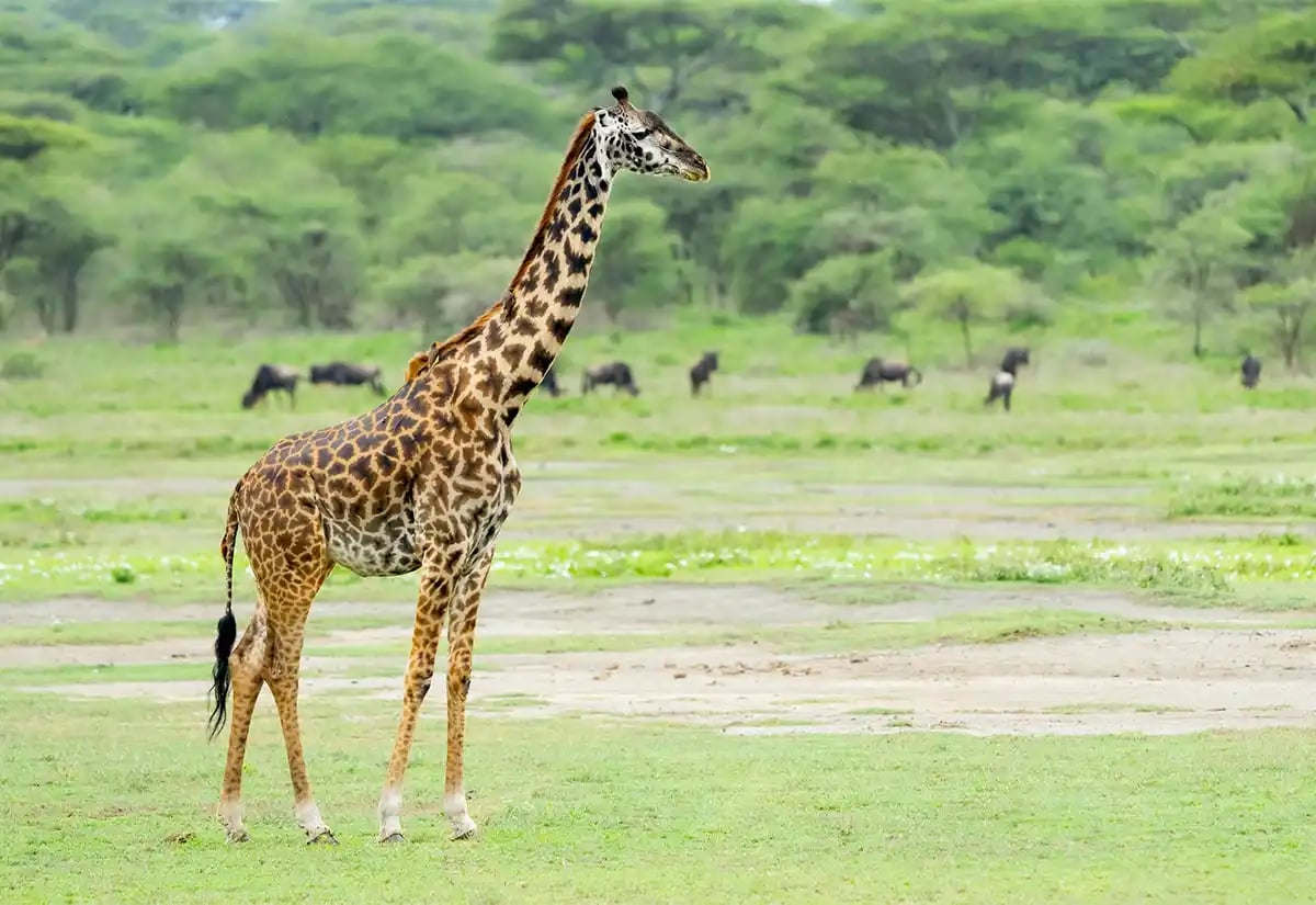 Giraffe in the plain June