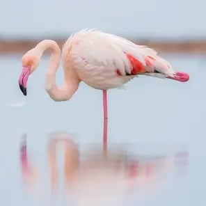 Flamingos
