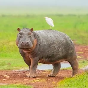 Hippo