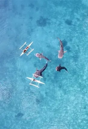 Whale sharks in Mafia Island
